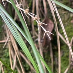 Lomandra montana at Growee, NSW - 24 Mar 2024