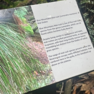 Lomandra montana at Growee, NSW - 24 Mar 2024 11:34 AM