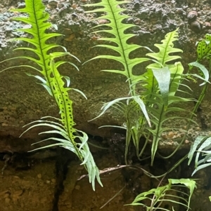 Microsorum scandens at Growee, NSW - 24 Mar 2024