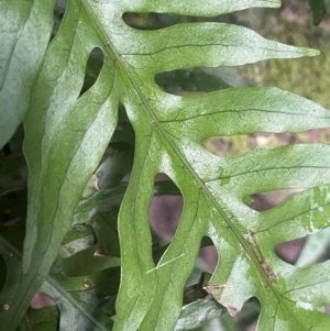 Microsorum scandens at Growee, NSW - 24 Mar 2024 11:44 AM