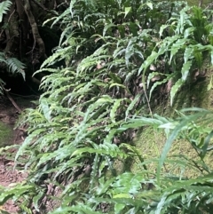 Microsorum scandens at Growee, NSW - 24 Mar 2024