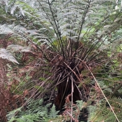 Todea barbara (King Fern) at Growee, NSW - 24 Mar 2024 by JaneR