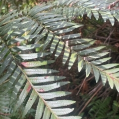 Todea barbara at Growee, NSW - suppressed