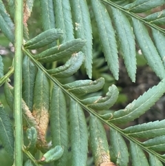 Todea barbara at Growee, NSW - suppressed