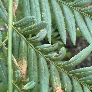 Todea barbara at Growee, NSW - suppressed