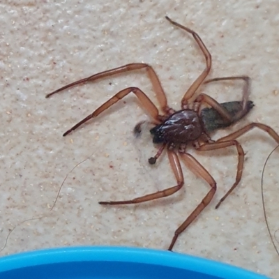 Gnaphosidae or Trochanteriidae (families) (Flat spider) at Yass River, NSW - 30 Mar 2024 by SenexRugosus