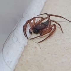 Gnaphosidae or Trochanteriidae (families) at Rugosa - 30 Mar 2024