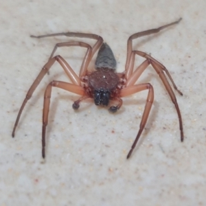 Gnaphosidae or Trochanteriidae (families) at Rugosa - 30 Mar 2024