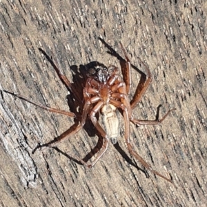 Gnaphosidae or Trochanteriidae (families) at Rugosa - 30 Mar 2024