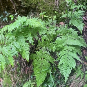 Diplazium australe at Growee, NSW - suppressed