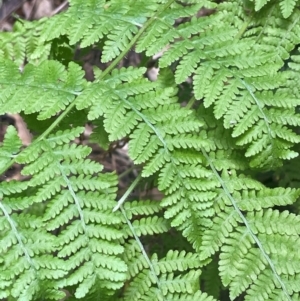 Diplazium australe at Growee, NSW - suppressed