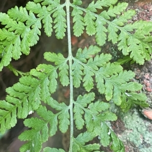 Diplazium australe at Growee, NSW - suppressed