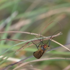 Chorista australis (Autumn scorpion fly) at Hall, ACT - 30 Mar 2024 by Anna123