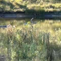 Egretta novaehollandiae (White-faced Heron) at Bungendore, NSW - 29 Mar 2024 by yellowboxwoodland