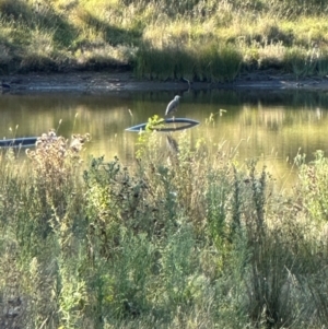 Egretta novaehollandiae at suppressed by yellowboxwoodland