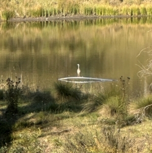 Egretta novaehollandiae at QPRC LGA - suppressed