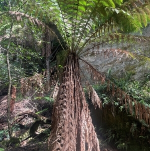 Dicksonia antarctica at Growee, NSW - 24 Mar 2024