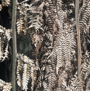 Dicksonia antarctica at Growee, NSW - suppressed