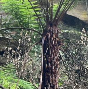 Cyathea australis subsp. australis at Growee, NSW - suppressed