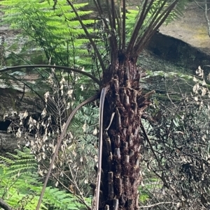 Cyathea australis subsp. australis (Rough Tree Fern) at Growee, NSW by JaneR
