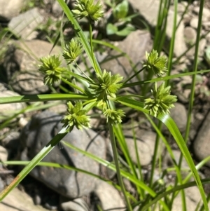 Cyperus eragrostis at Abercrombie River, NSW - 26 Mar 2024