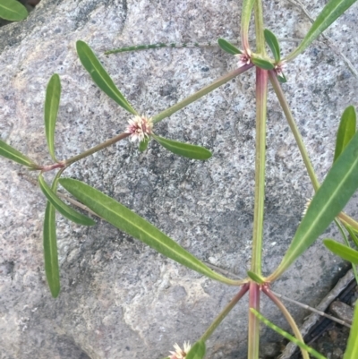 Alternanthera denticulata (Lesser Joyweed) at Abercrombie River, NSW - 26 Mar 2024 by JaneR