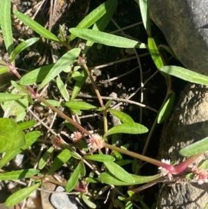 Alternanthera denticulata at Abercrombie River, NSW - 26 Mar 2024 02:39 PM