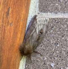 Leptocneria reducta (White cedar moth) at Campbell, ACT - 30 Mar 2024 by SilkeSma