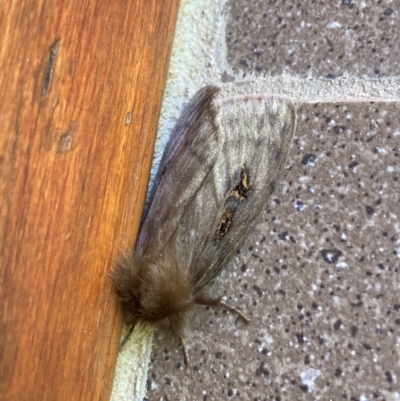 Leptocneria reducta (White cedar moth) at Campbell, ACT - 30 Mar 2024 by SilkeSma