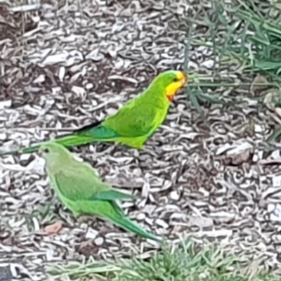 Polytelis swainsonii (Superb Parrot) at Yerrabi Pond - 19 Mar 2024 by AlexJ