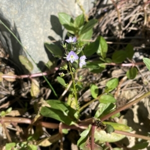 Veronica anagallis-aquatica (Blue Water Speedwell) at Abercrombie River, NSW by JaneR