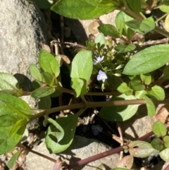 Veronica anagallis-aquatica at Abercrombie River, NSW - 26 Mar 2024