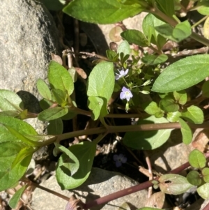 Veronica anagallis-aquatica at Abercrombie River, NSW - 26 Mar 2024 02:52 PM