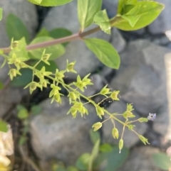 Veronica anagallis-aquatica at Abercrombie River, NSW - 26 Mar 2024