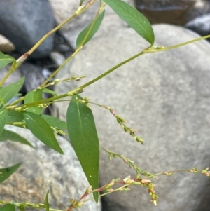 Persicaria hydropiper at Abercrombie River, NSW - 26 Mar 2024 02:46 PM