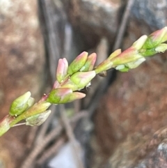 Persicaria hydropiper at Abercrombie River, NSW - 26 Mar 2024 02:46 PM