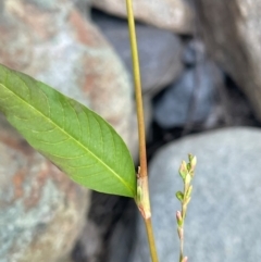 Persicaria hydropiper at Abercrombie River, NSW - 26 Mar 2024