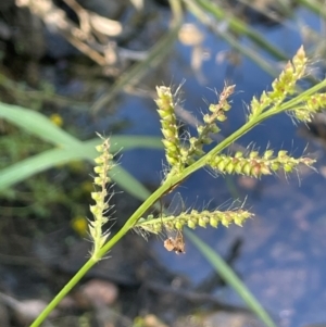 Echinochloa crus-galli at Sofala, NSW - 26 Mar 2024