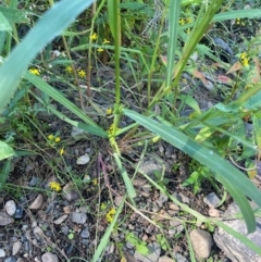 Echinochloa crus-galli at Sofala, NSW - 26 Mar 2024