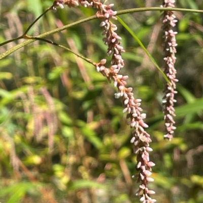 Persicaria lapathifolia (Pale Knotweed) at Sofala, NSW - 26 Mar 2024 by JaneR