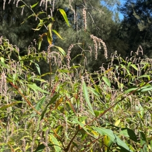 Persicaria lapathifolia at Sofala, NSW - 26 Mar 2024 12:03 PM