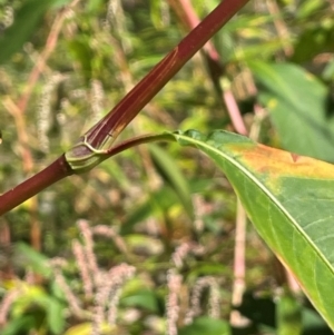 Persicaria lapathifolia at Sofala, NSW - 26 Mar 2024