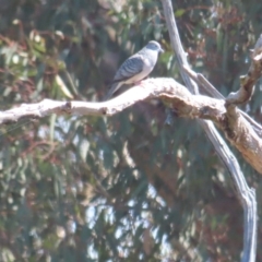 Geopelia placida (Peaceful Dove) at Duffy, ACT - 30 Mar 2024 by BenW