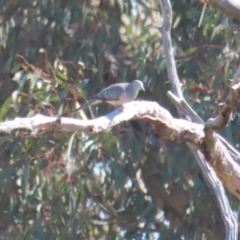 Geopelia placida at Duffy, ACT - 30 Mar 2024