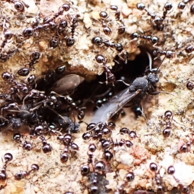 Monomorium sp. (genus) (A Monomorium ant) at Aranda Bushland - 16 Mar 2024 by CathB