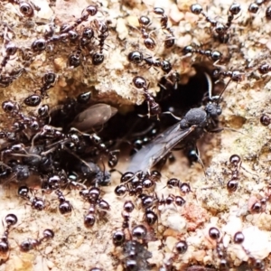 Monomorium sp. (genus) (A Monomorium ant) at Aranda Bushland by CathB
