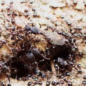 Monomorium sp. (genus) at Aranda Bushland - 16 Mar 2024