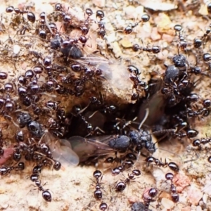 Monomorium sp. (genus) at Aranda Bushland - 16 Mar 2024 11:23 AM