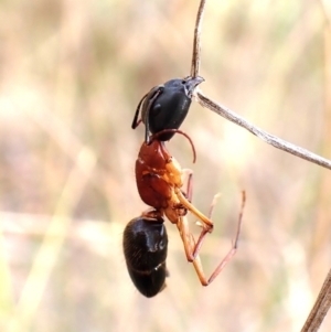 Camponotus nigriceps at Aranda Bushland - 20 Mar 2024