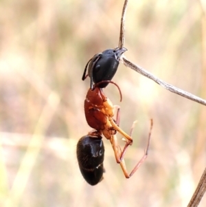 Camponotus nigriceps (Black-headed sugar ant) at Aranda Bushland by CathB